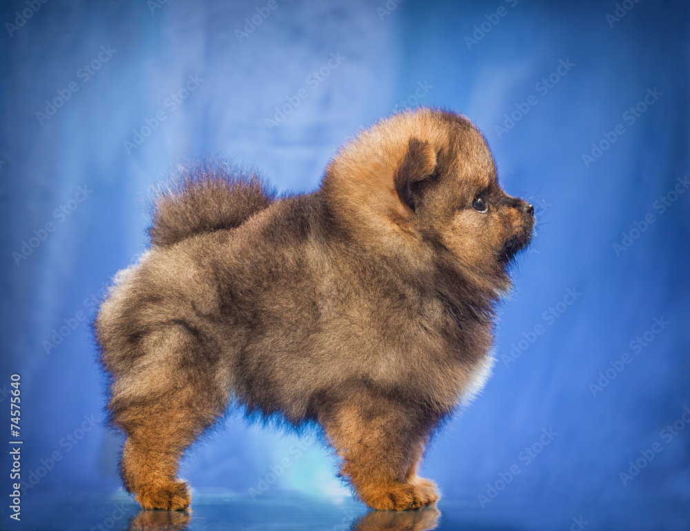 Obraz premium The puppy of the spitz-dog