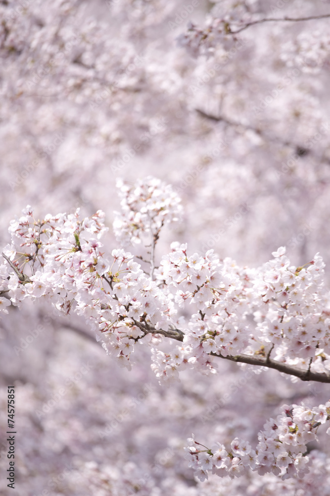 サクラの花 サクラの花