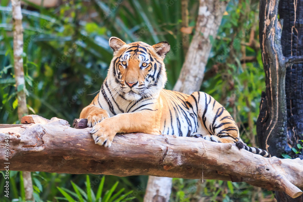 Fototapeta premium Tygrys bengalski (Panthera tigris tigris) w zoo