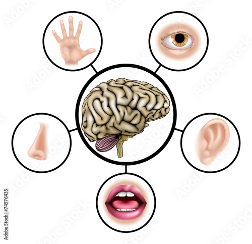 Five senses brain