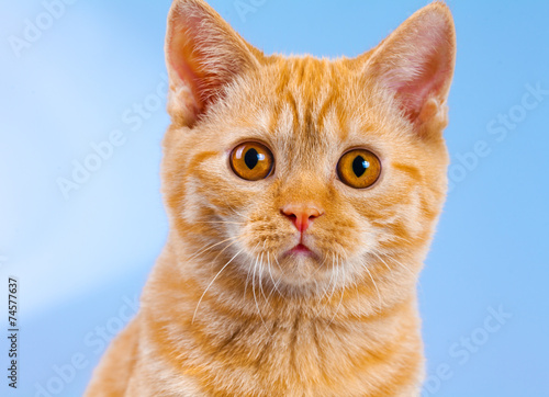 Portrait of cute surprised kitten