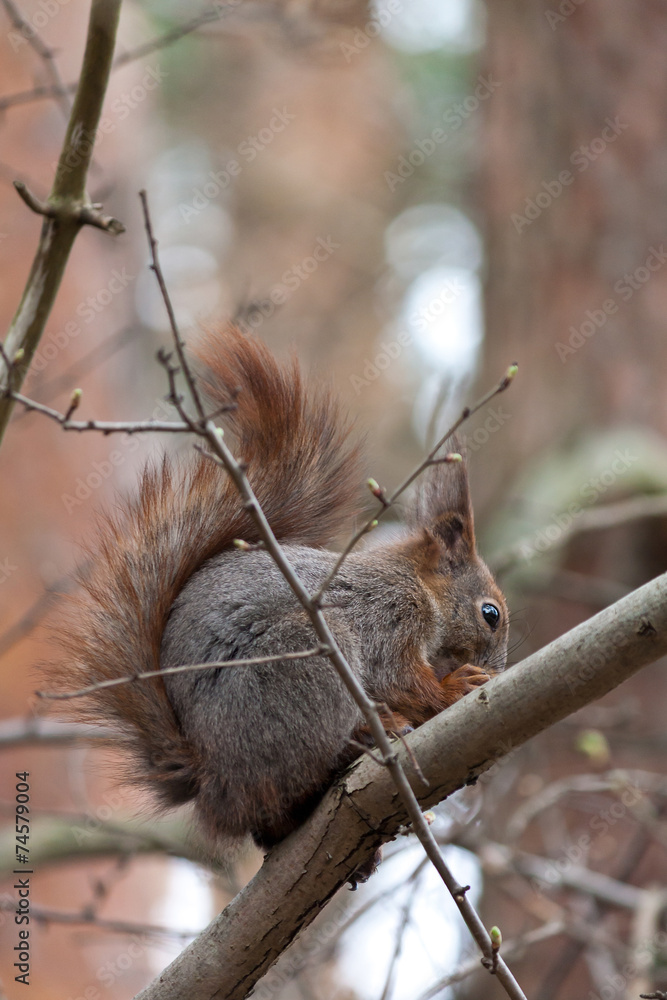 Fototapeta premium Squirrel