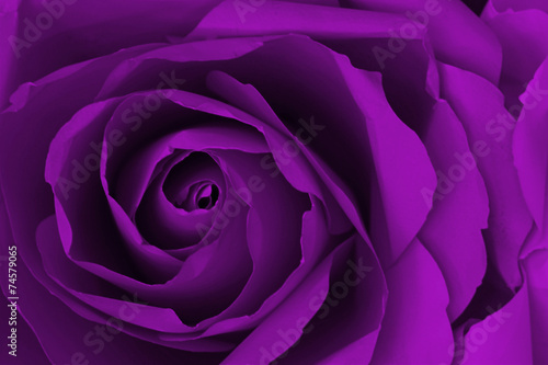 Close up of purple or violet rose make from paper, abstract bac