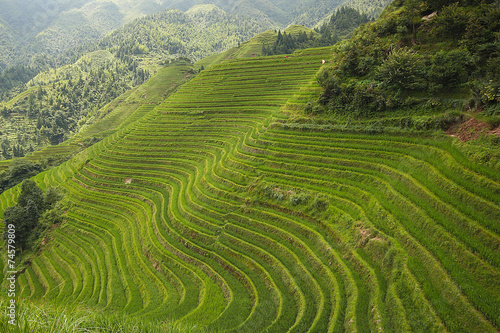 Longji rice fields, Dragon Hill. Ping'an, China