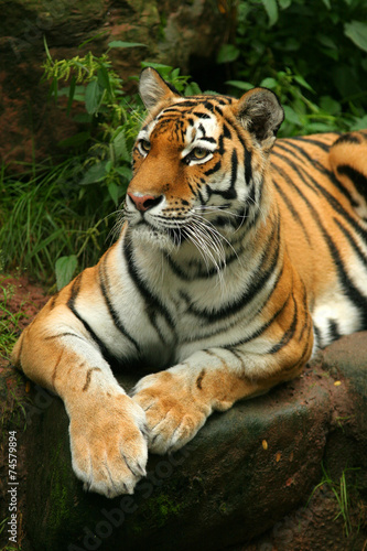 Indischer Tiger