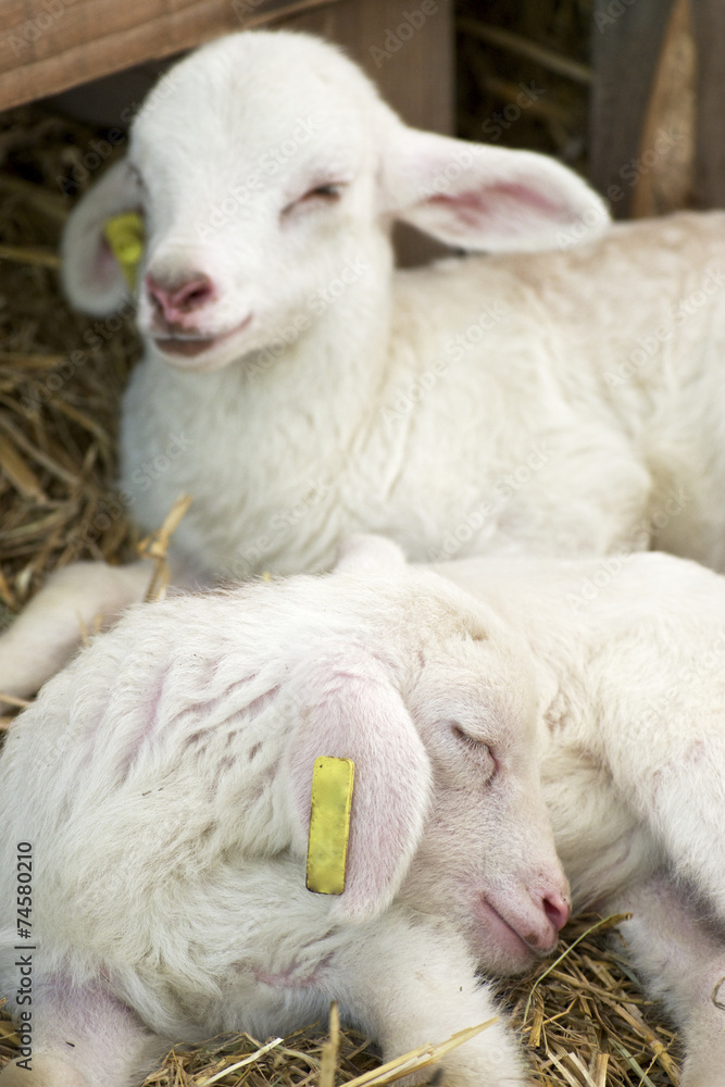 Fototapeta premium Little lamb.