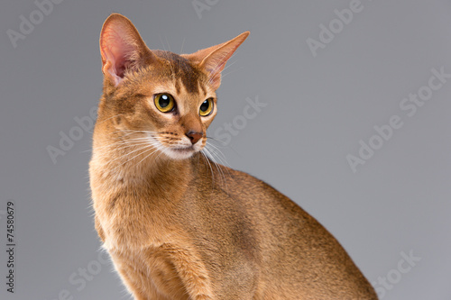 Purebred abyssinian young cat portrait photo