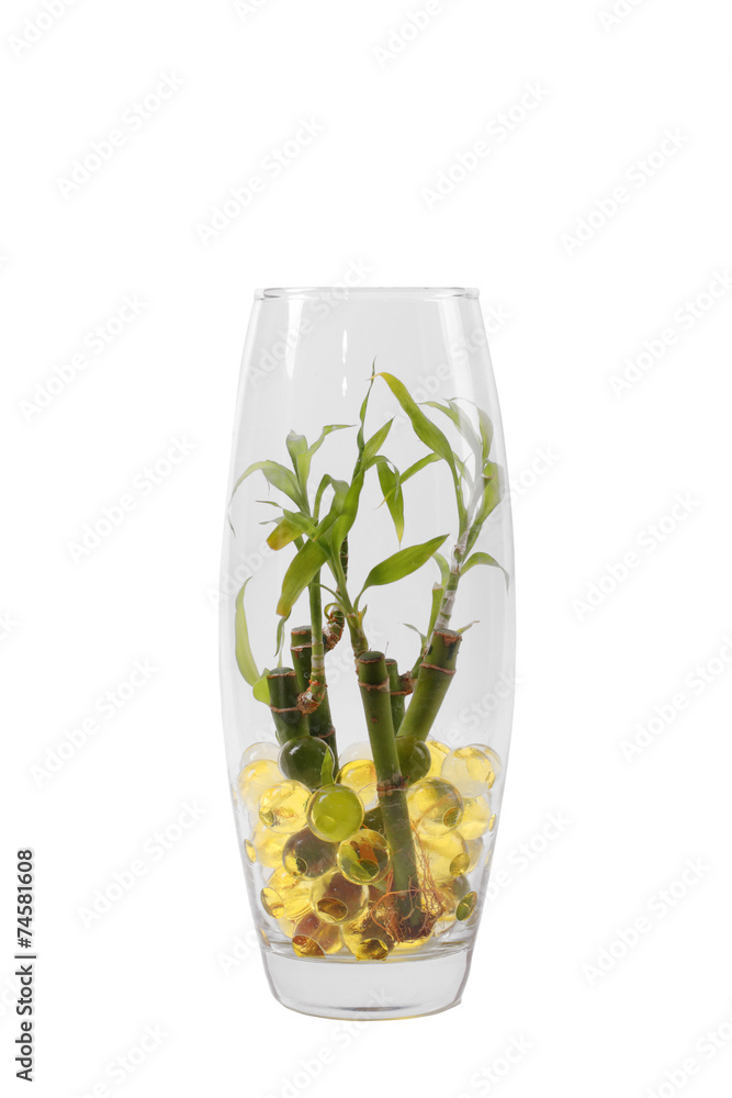 Beautiful flowers in vases with hydrogel, isolated clipping path Beautiful flowers in vases with hydrogel, isolated clipping path