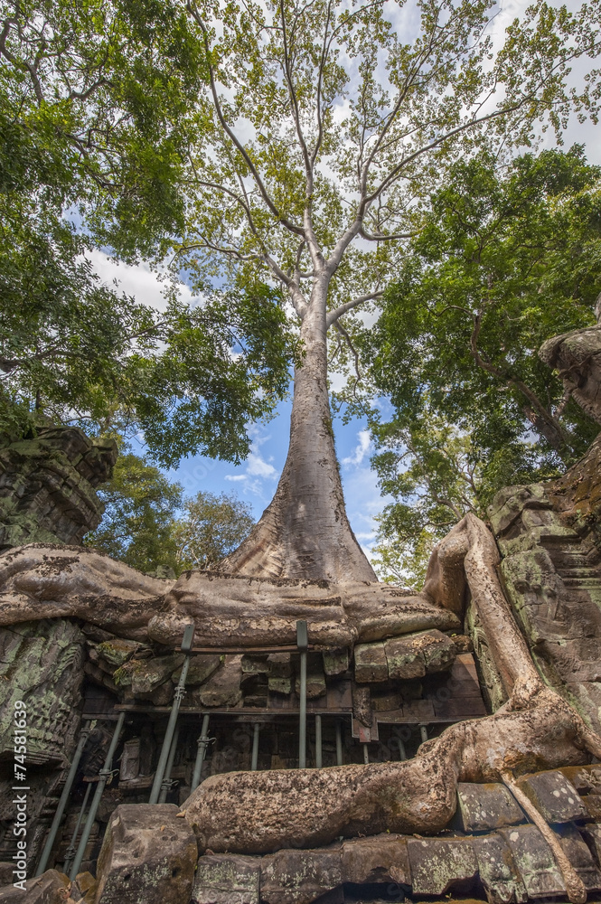 Fototapeta premium Angkor Ta Prohm in Cambodia