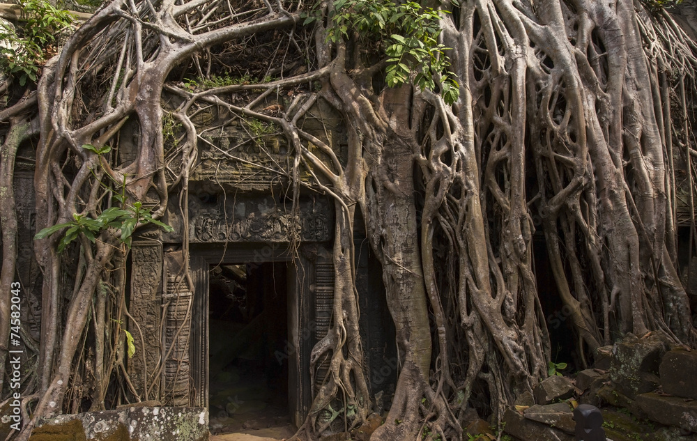 Angkor Ta Prohm in Cambodia Angkor Ta Prohm in Cambodia