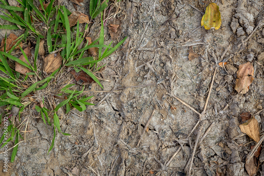 Land texture with grass