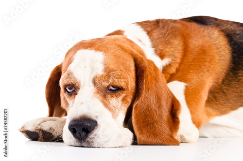 beagle  isolated on white