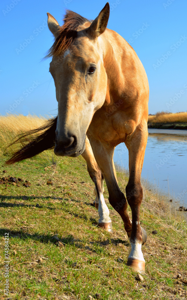 cheval de course