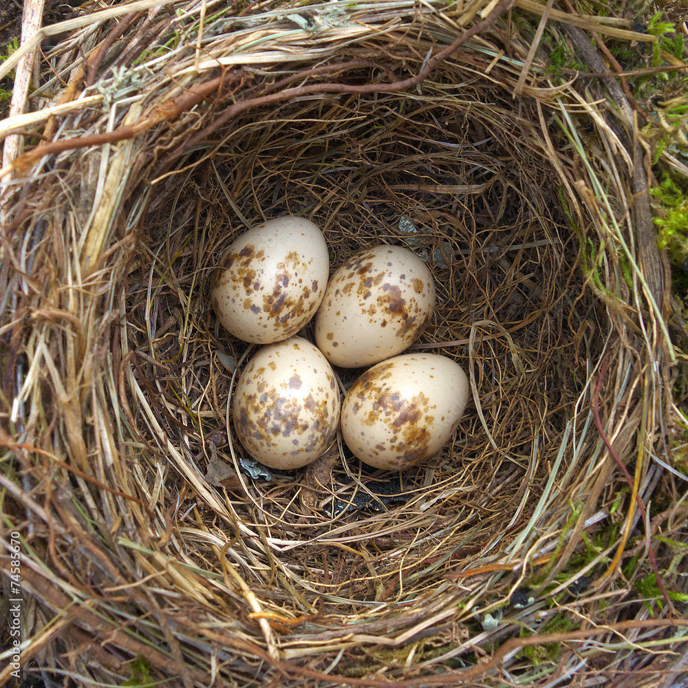 Bird nest. Bird nest.