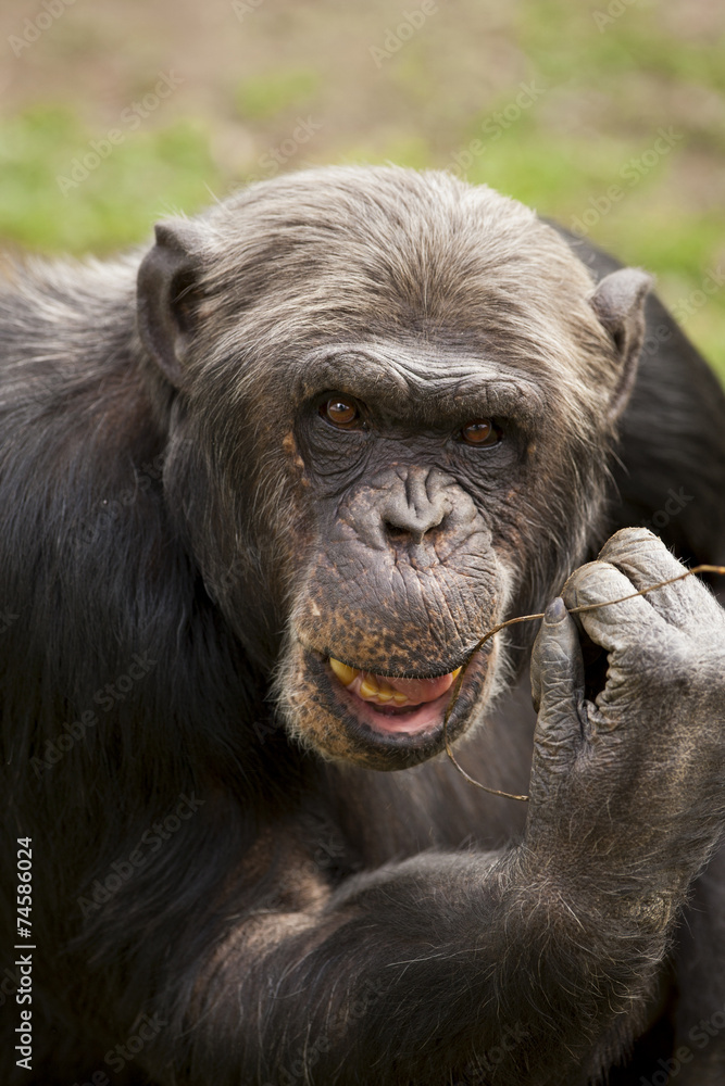 Chimpansee verzorgt zijn tanden Chimpansee verzorgt zijn tanden