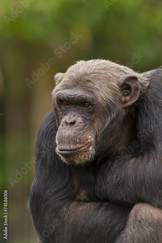 Portret van een humeurige chimpansee © photoPepp