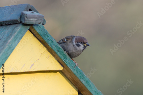sparrow sits on the roof