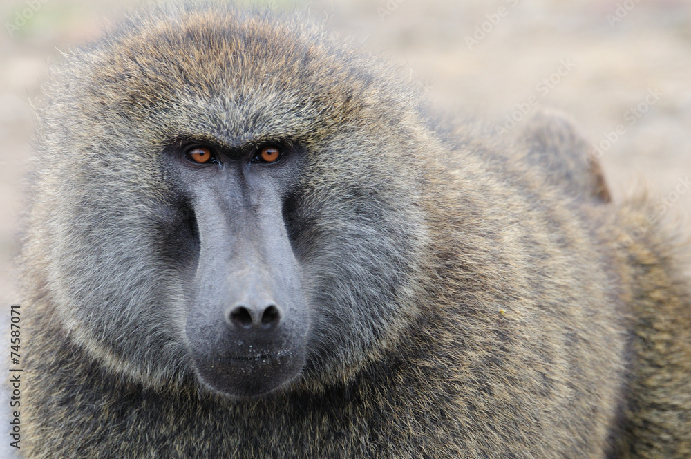 Naklejka premium Into eyes of baboon