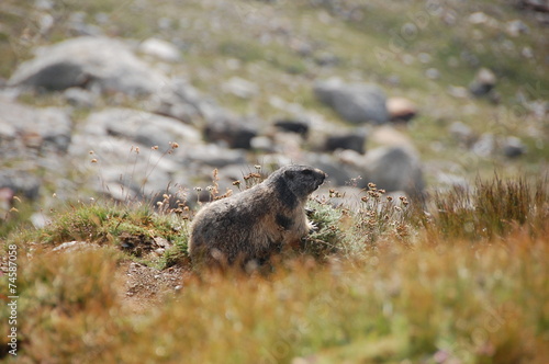 Alpine marmot (Marmota marmota) © giuliolibertini