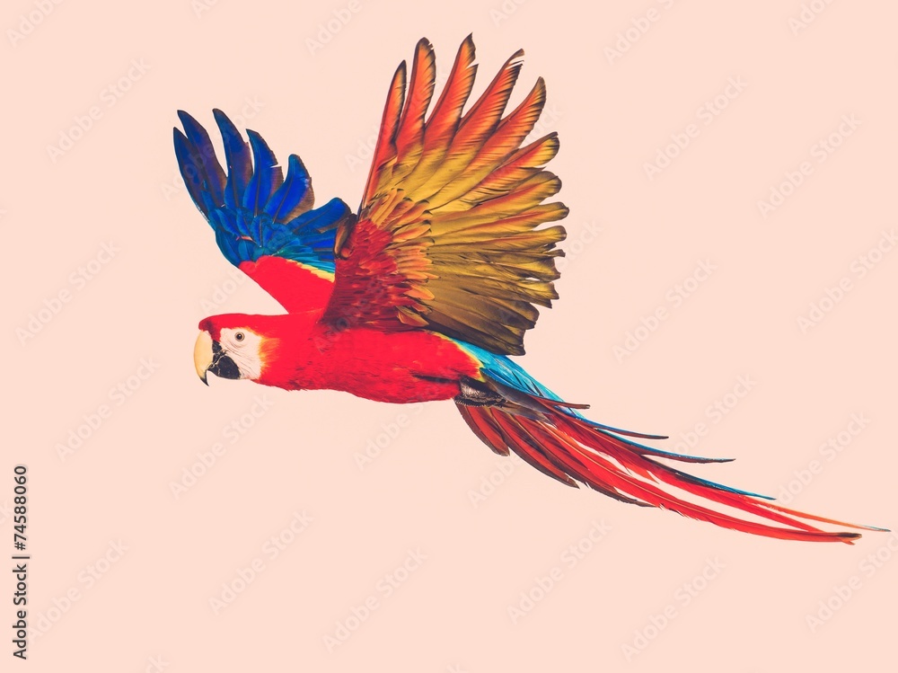Naklejka Kolorowa latająca papuga tonująca