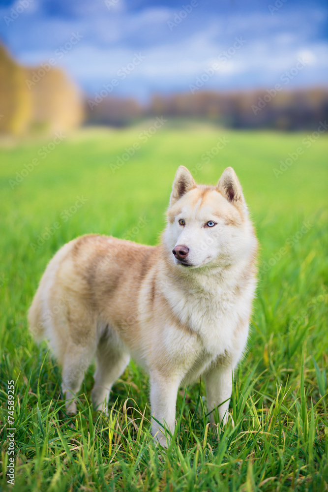 Portrait of Siberian husky on green field