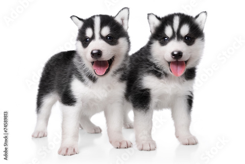 Cute little husky puppy isolated on white background