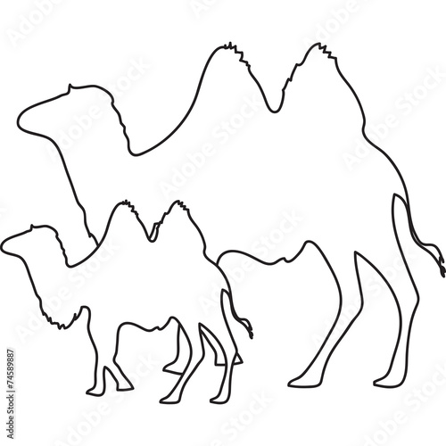 cammello