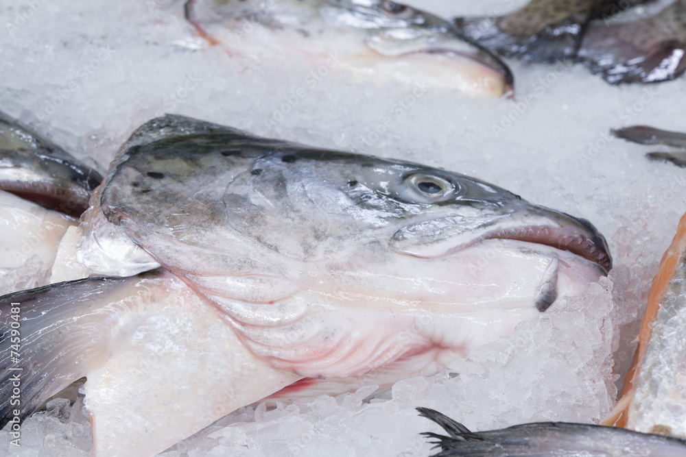 Salmon head on ice Salmon head on ice