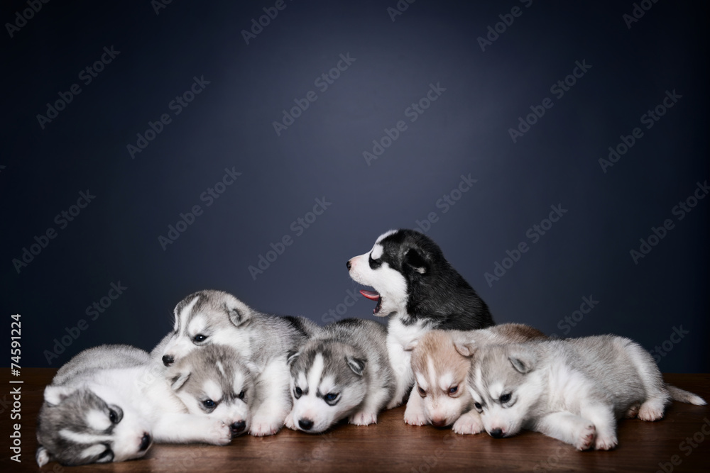 Cute little puppies of siberian husky Cute little puppies of siberian husky
