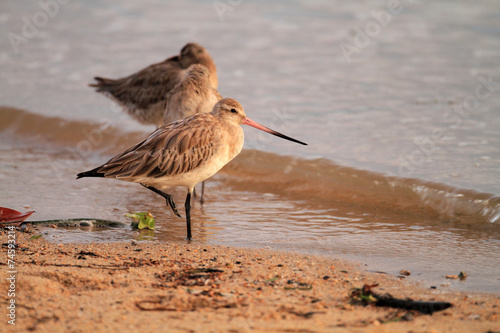 Bar-tailed Godwit (Limosa lapponica) in Japan photo