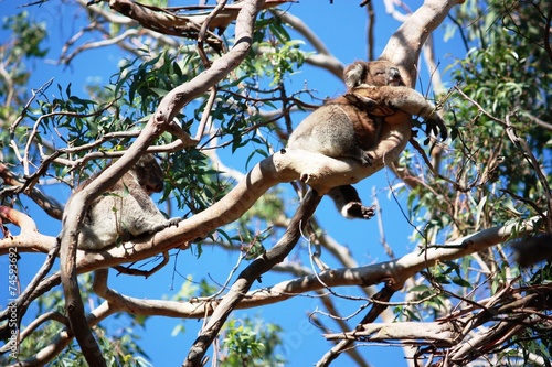 Koalabärkinder in der Wildnis - Australien © ClaraNila