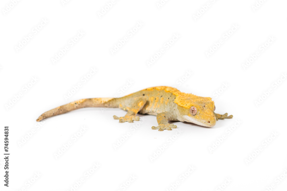 Naklejka premium Crested Gecko 