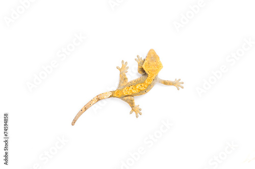 Crested Gecko 