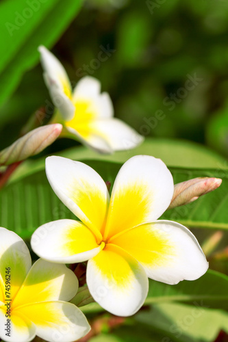 Frangipani flowers © Pakhnyushchyy
