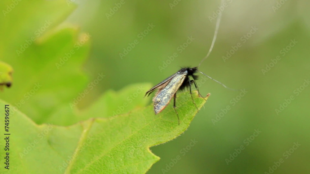 Interesting small insect on the leaves Interesting small insect on the leaves