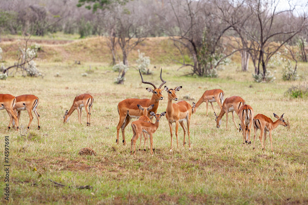 antelope on a background of grass antelope on a background of grass