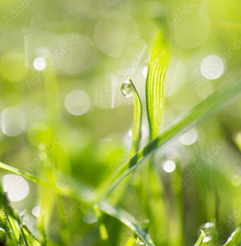 water drops on a green grass