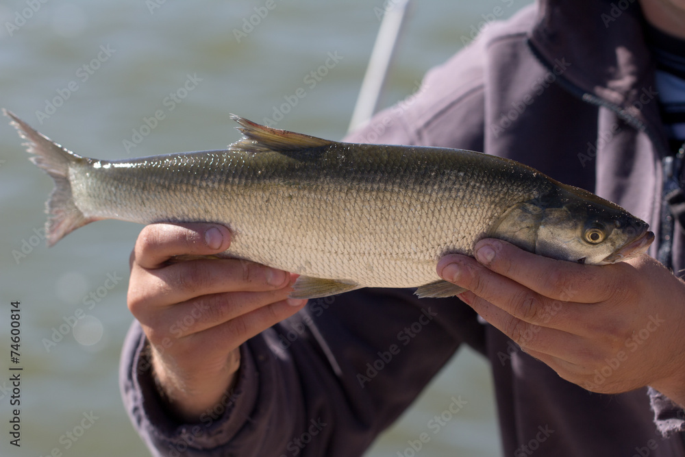 fish caught in the hand fish caught in the hand
