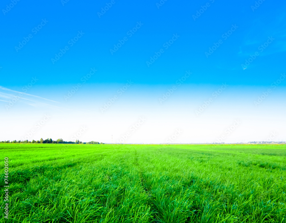 Natural Beauty Country Meadow Near Horizon