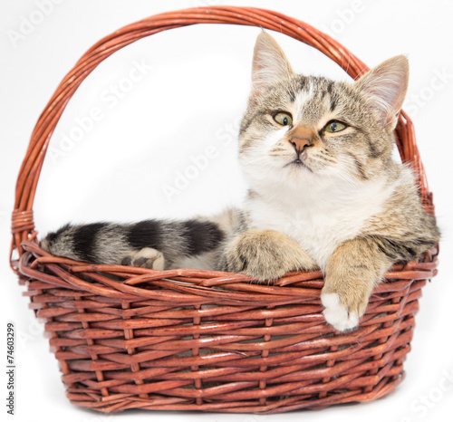 cat in a basket on a white background © schankz