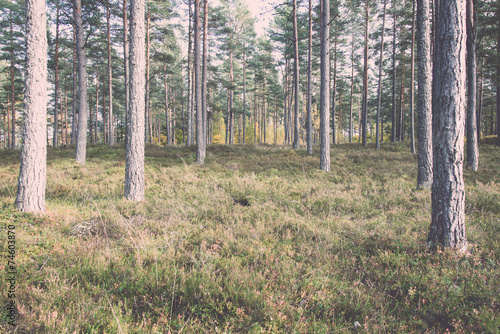 colorful autumn trees in green forest with sun rays - retro  vin