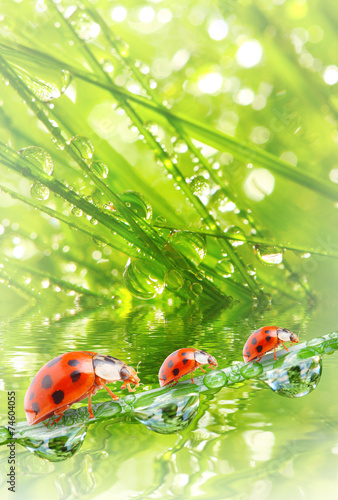 Fresh morning dew on a spring grass and little ladybugs.