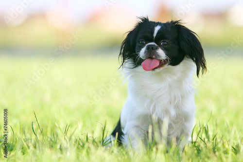 Картината върху платно Black and white pekingese