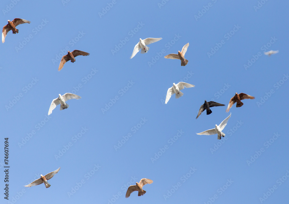 a flock of pigeons in the blue sky