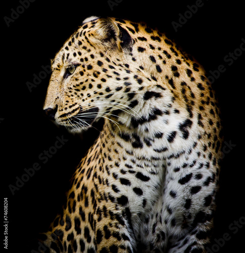 side of Leopard © art9858