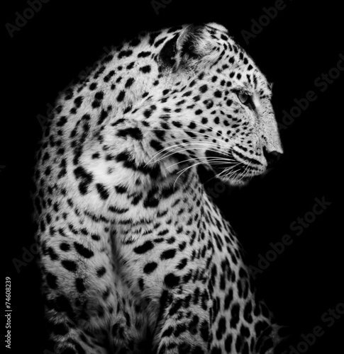 black and white side of Leopard