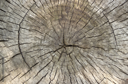 cross section of tree trunk