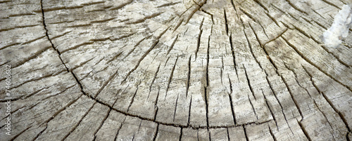 cross section of tree trunk