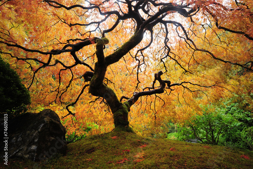 autumn japanese maple