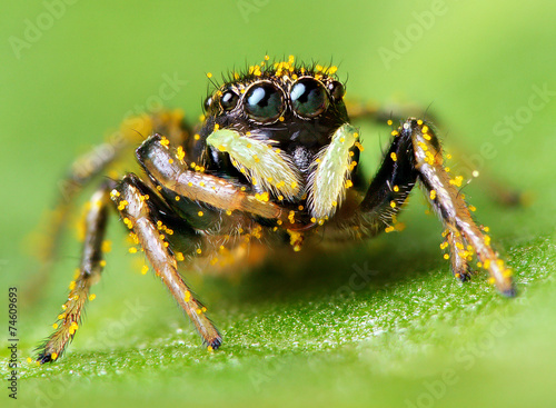 Black small jumping spider covered with pollen
